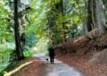 Autumn Dog walks on a forest trail