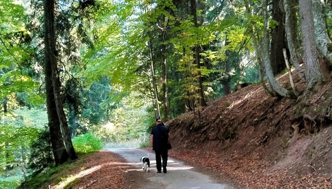 Autumn Dog walks on a forest trail