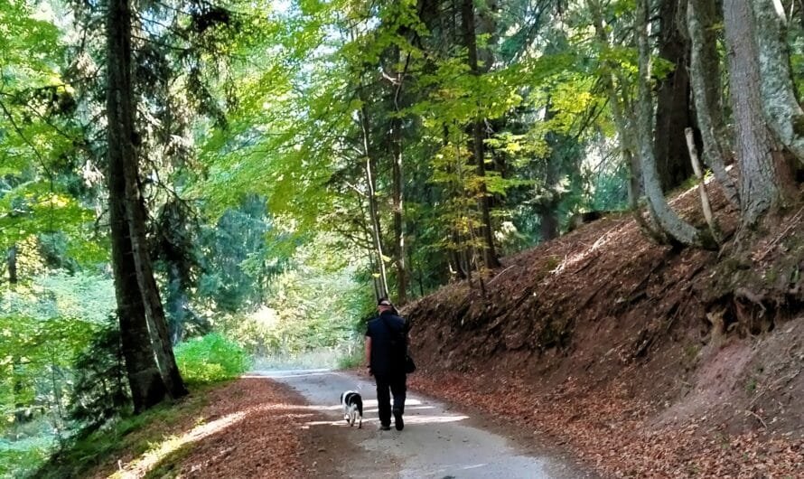 🍁 Autumn Hiking With Dogs: Fall Safety Tips & Trail Guide