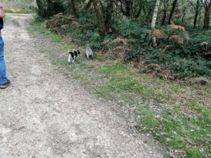 Dog-friendly autumn walks on Mutters Moor, Sidmouth, Devon.