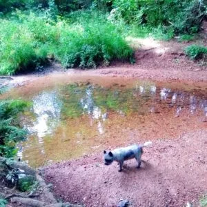 Roundball Hill Dog-Friendly Walk, in honiton, East Devon