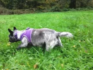 Dog in Field