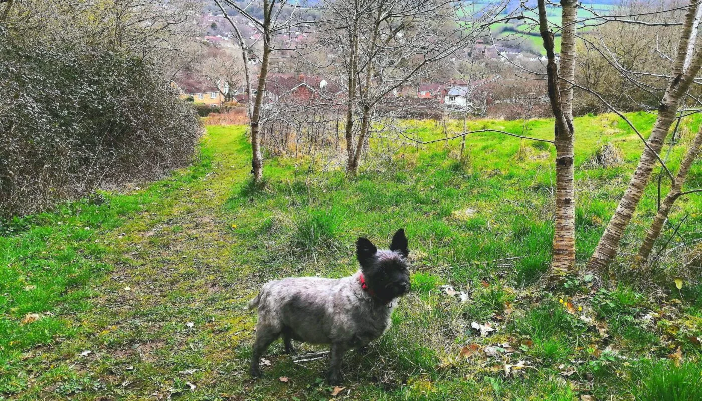 Roundball Hill Dog-Friendly Walk in East Devon UK