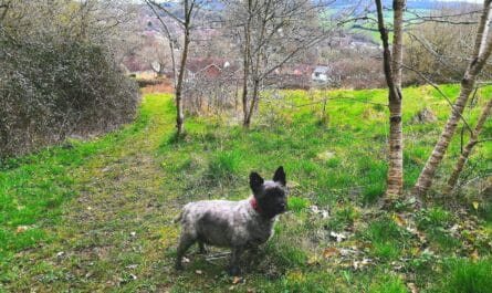 Roundball Hill Dog-Friendly Walk in East Devon UK