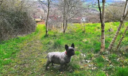 Roundball Hill Dog-Friendly Walk in East Devon UK