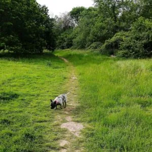 Roundball Hill dog-friendly Walk