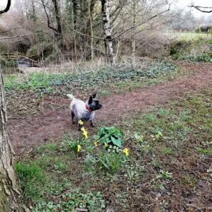 Roundball Hill Dog-friendly Walk Devon