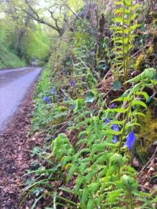 Roundball Lane, Honiton, Devon