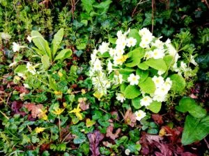 Primroses