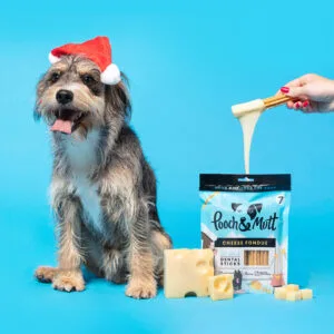 Christmas dog box.