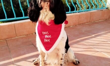 Festive Gifts for Dogs