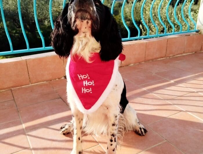 20 Festive Gifts For Dogs: Make Your Dog Feel Special 