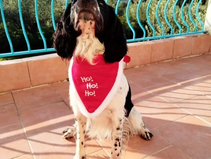 20 Festive Gifts For Dogs: Make Your Dog Feel Special 