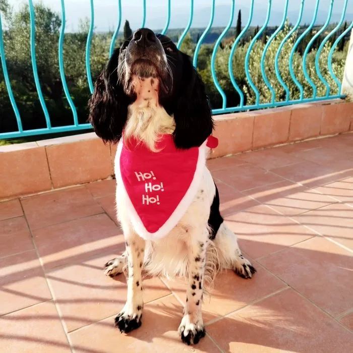 Festive Gifts for Dogs