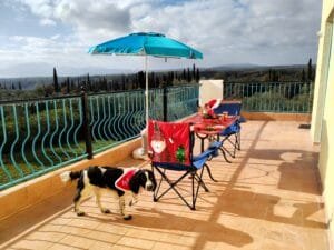 Christmas for dogs