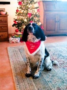 Festive Christmas tree with a dog waiting for his gifts.