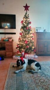 Christmas gifts and a dog