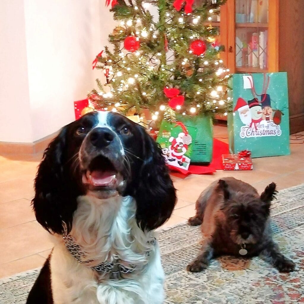 Christmas trees, dogs and gifts for dog owners who love to travel.