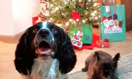 Christmas trees, dogs and gifts for dog owners who love to travel.