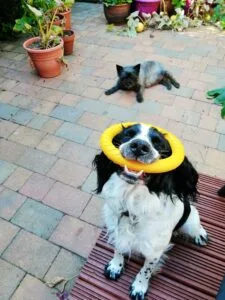 English Springer Spaniel with ring toy.
