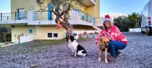 Christmas with my dogs.