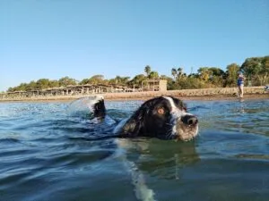 My Dog enjoys swimming which is great for his mental stimulation.