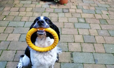 Mental stimulation for dogs.