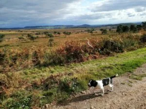 Woodbury Common Devon.