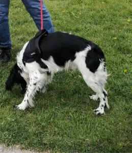 My dog wearing his hiking dog harness.