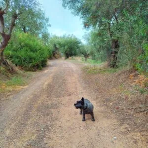 Dog-friendly hike near Kalamata