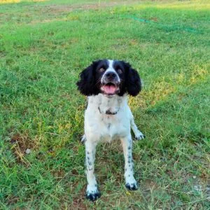 English Springer Spaniel