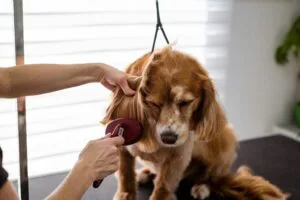 Dog Groomer Kalamata