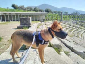 Dog-friendly Ancient Messene - Kalamata - Greece