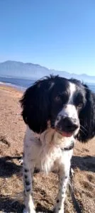 Dog-friendly West Beach Kalamata Greece.
