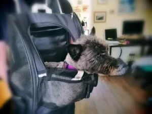 Dog in backpack travel carrier.