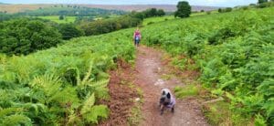 Dog-friendly walk on the Yorkshire moors in the autumn.