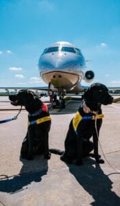Dog-friendly airlines in the UK