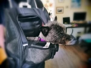 Cairn Terrier in a rucksack travel carrier for dogs.