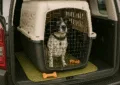Travel Dog Crate with an Engilish Springer Spaniel in the back of a car.