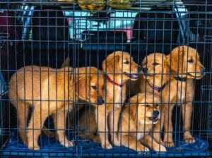 Dogs in the car in a travel crate.