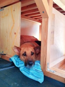 German Shepherd in a DIY Travel Crate.