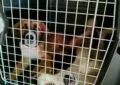 Puppies in a travel dog crate.