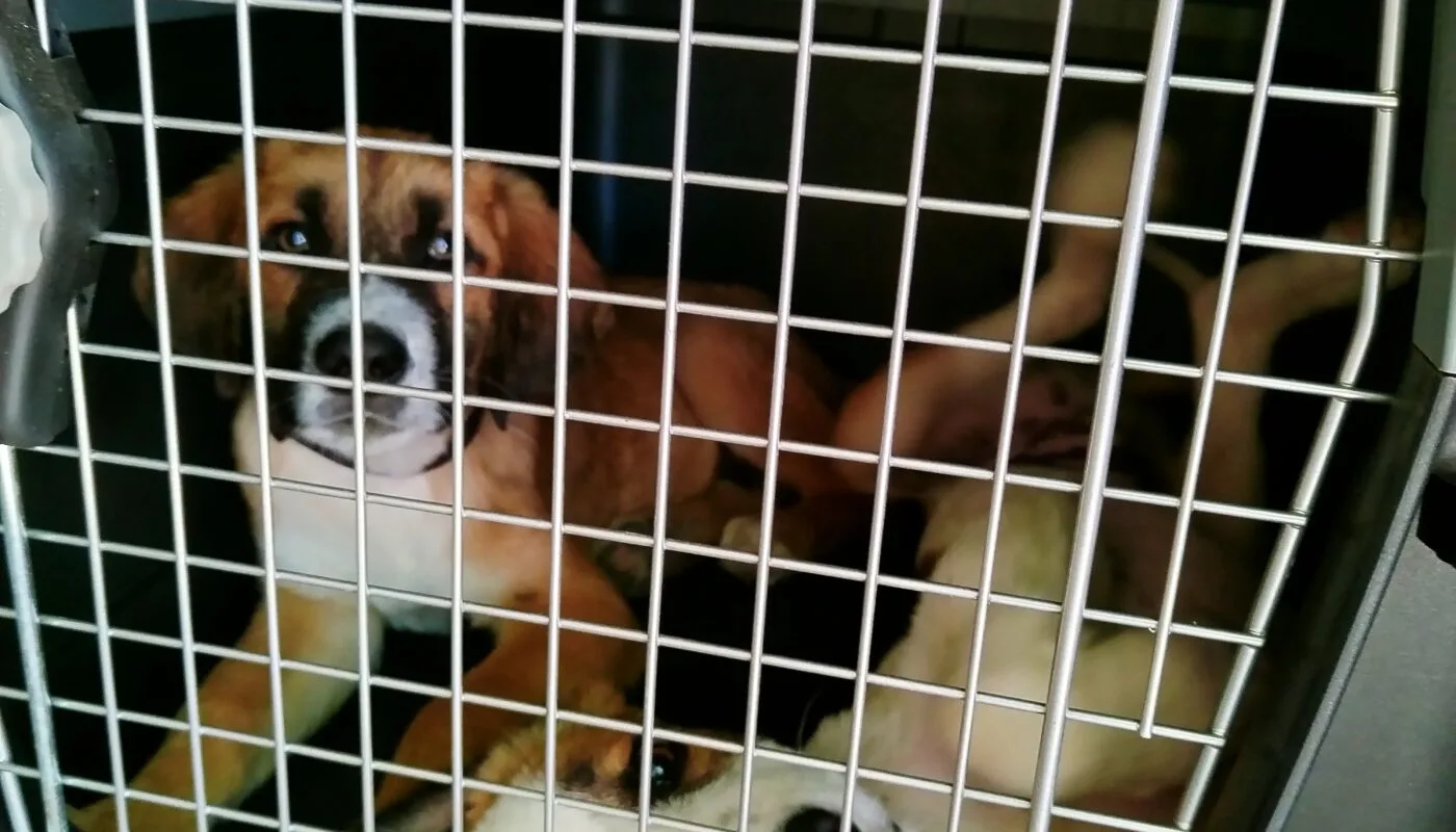 Puppies in a travel dog crate.