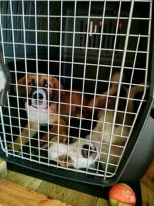 My puppies in their travel crate.