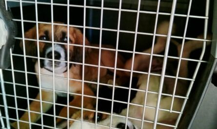Puppies in a travel dog crate.