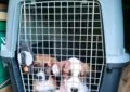 Two puppies in a travel dog cate.
