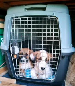 Two puppies in a travel dog cate.