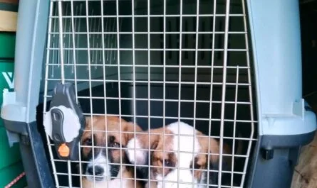 Two puppies in a travel dog cate.
