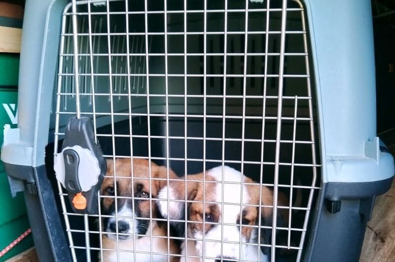 How to Choose the Best Dog Crate for Travel.  