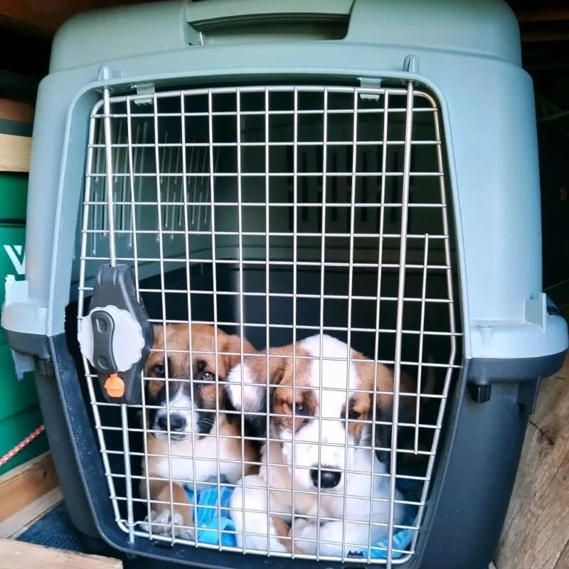 Two puppies in a travel dog cate.